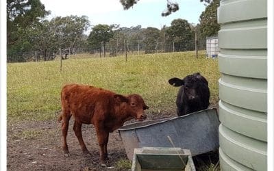 Bore Water Tanks